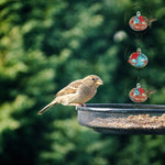 Hängender Kolibri-Futterspender