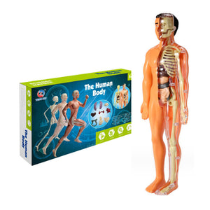 3D-Anatomie-Menschenmodell für Kinder