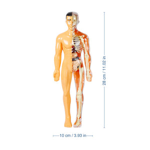 3D-Anatomie-Menschenmodell für Kinder