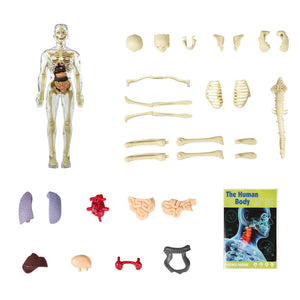 3D-Anatomie-Menschenmodell für Kinder